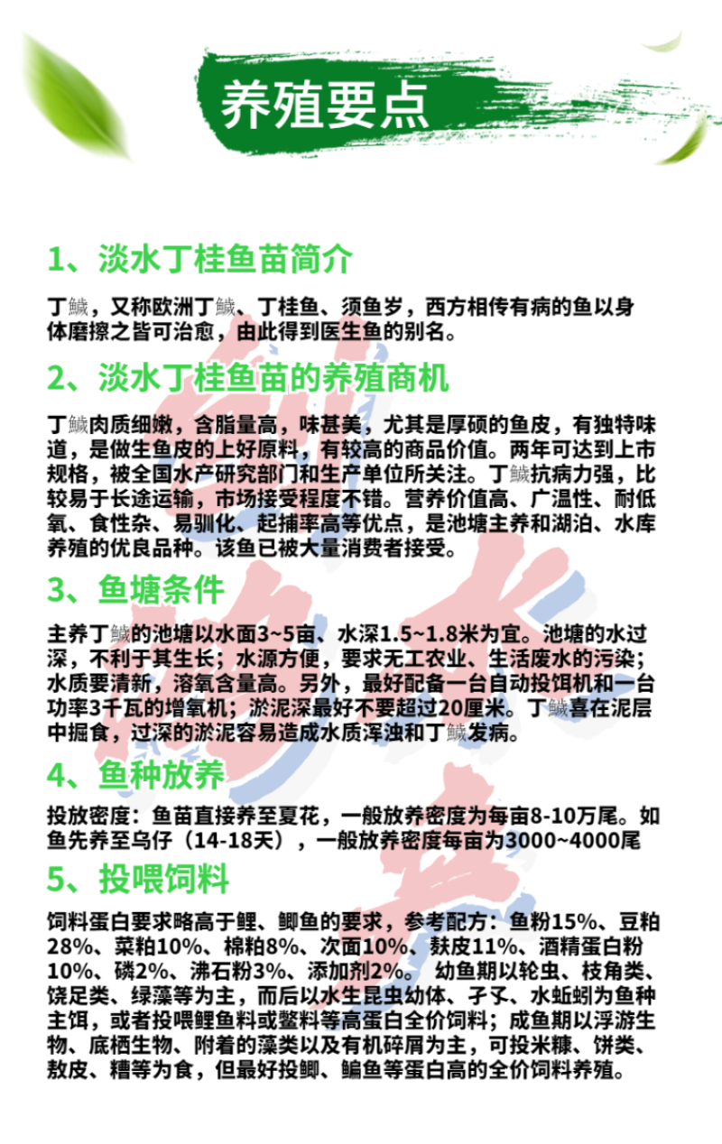 【2023新苗】欧洲丁鱥鱼苗丁桂鱼苗丁桂鱼水花