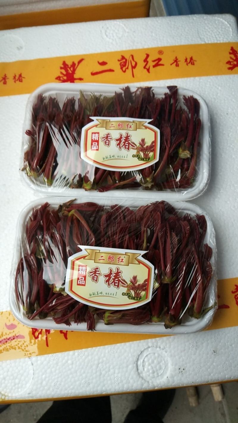 红油椿香椿，二郎红香椿，大竹香椿芽红油香椿