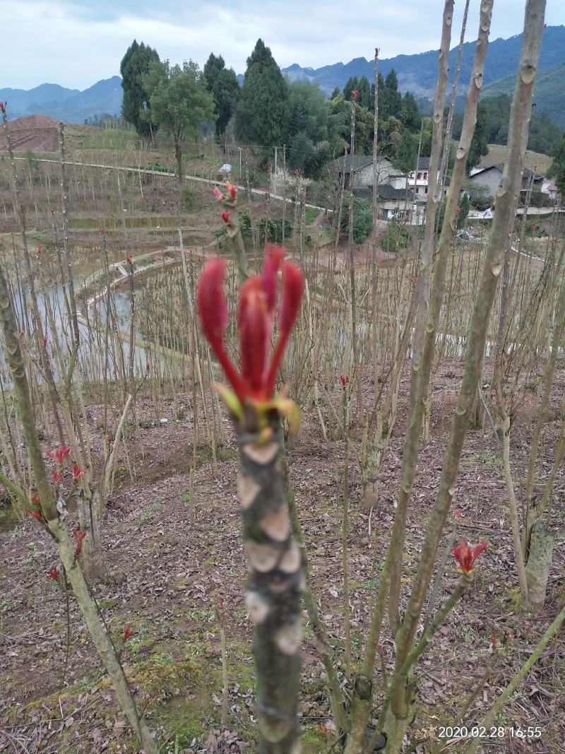 红油椿香椿，二郎红香椿，大竹香椿芽红油香椿