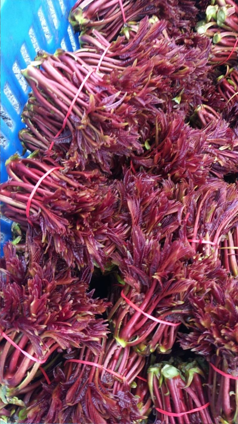 大竹香椿芽红香椿，红油椿，红叶香椿，大竹香椿