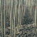杨树苗107/108/红叶杨！4至7公分