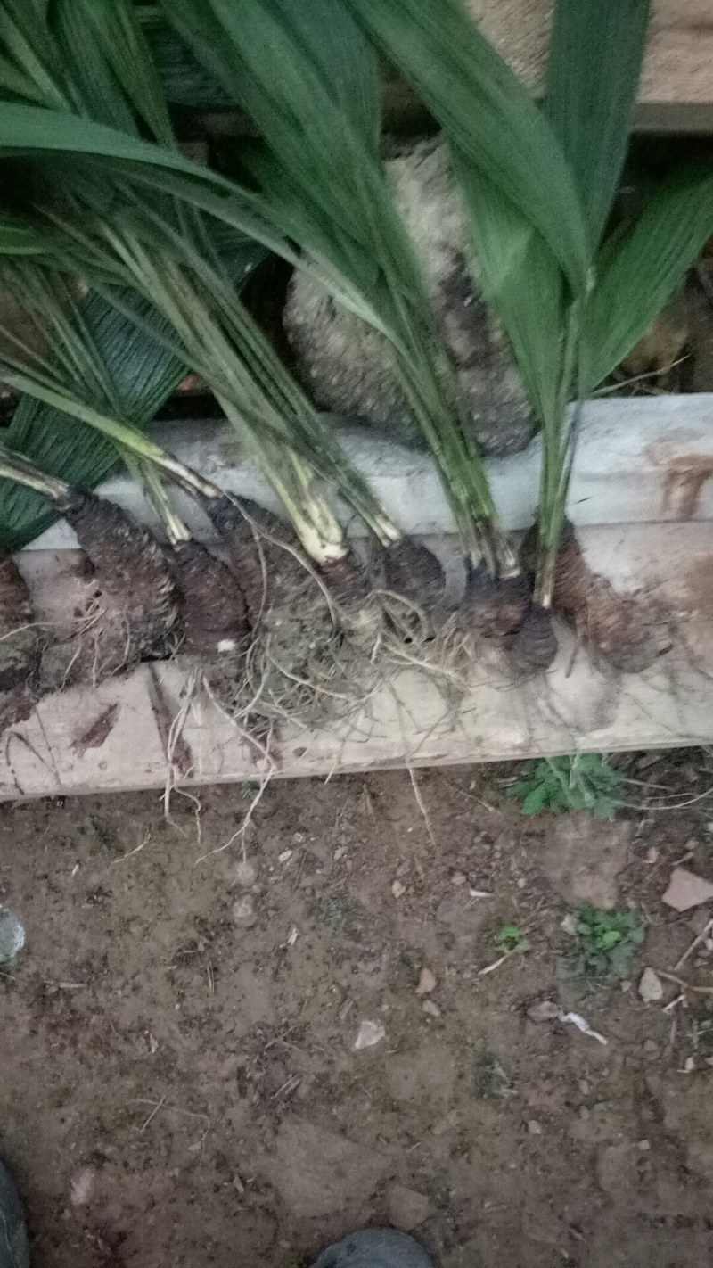 大叶仙茅中药材大叶仙茅