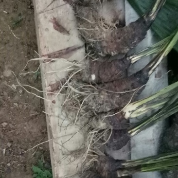 大叶仙茅中药材大叶仙茅