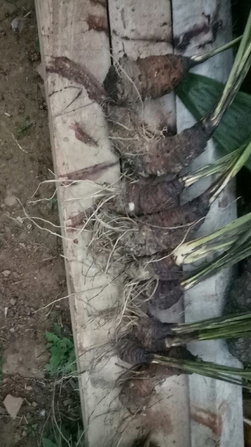 大叶仙茅中药材大叶仙茅