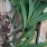 大叶仙茅中药材大叶仙茅