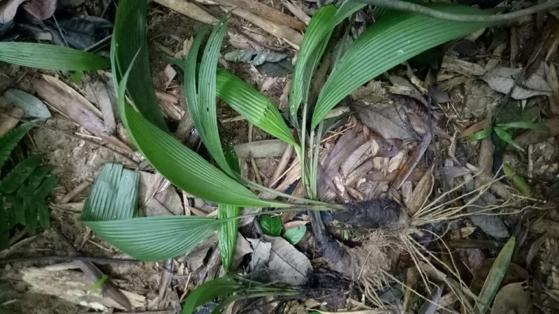 大叶仙茅中药材大叶仙茅