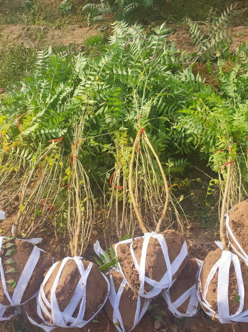 珍珠梅2cm以下4cm以下1.5~2米