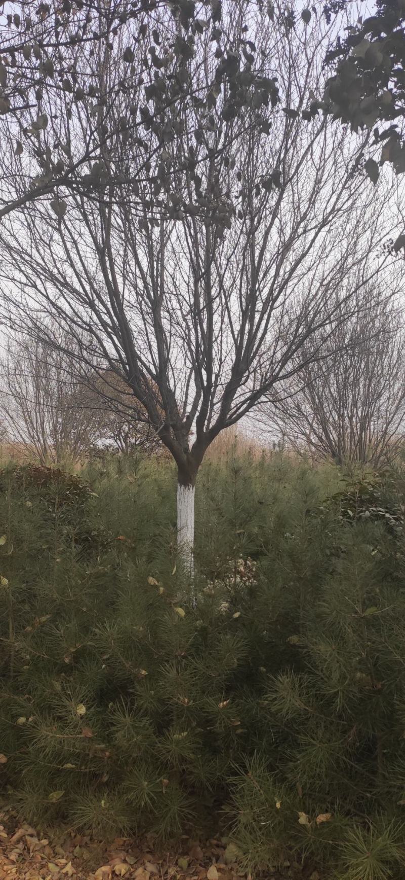 红叶李15公分到18公分量大