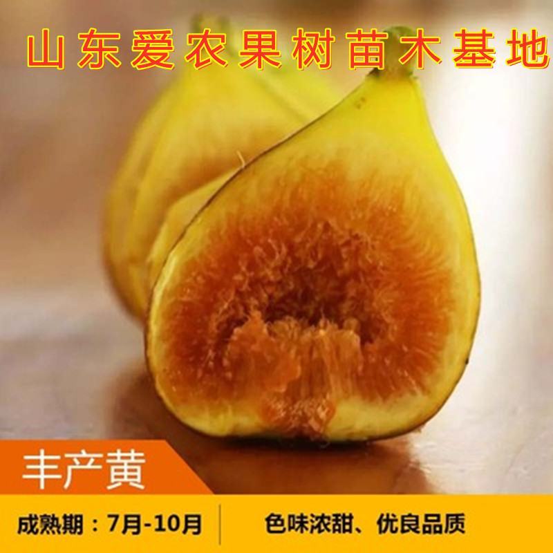 布兰瑞克无花果苗好养易活品种齐全现挖现卖新品种苗