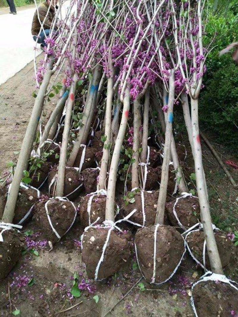 紫荆，丛生紫荆各种规格2一6公分，独杆紫荆