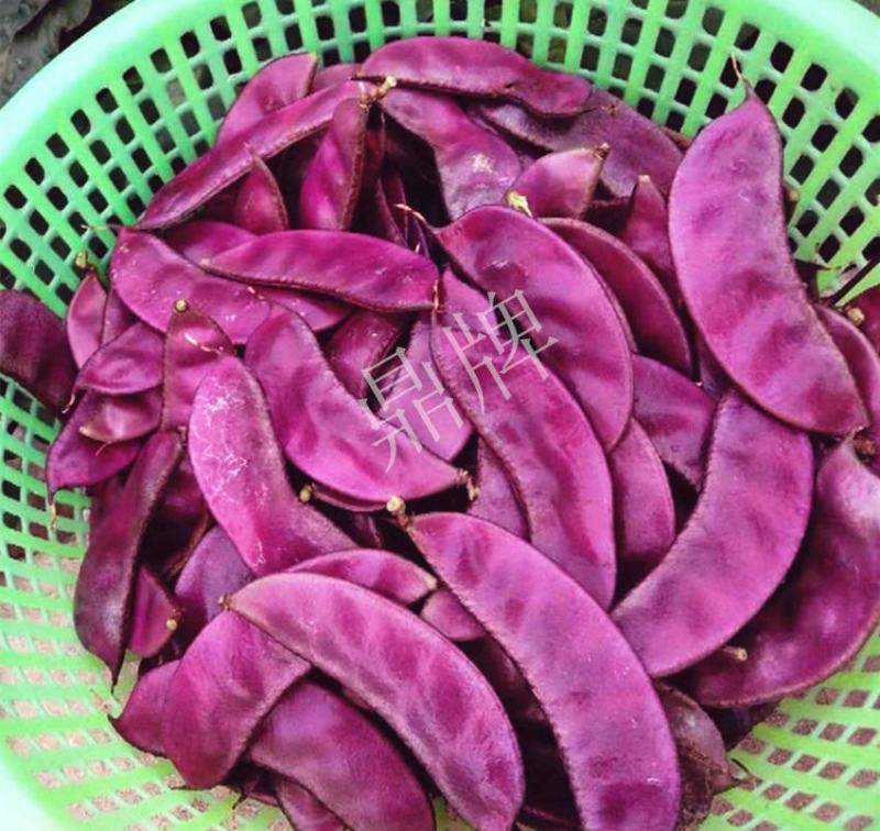 变色龙会变色的扁豆种子，育苗移栽50天后可上市