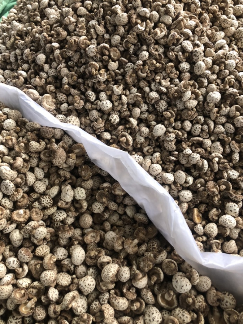 泌阳天白大花菇带脚新货肉厚香浓原产地批发货食用菌干货