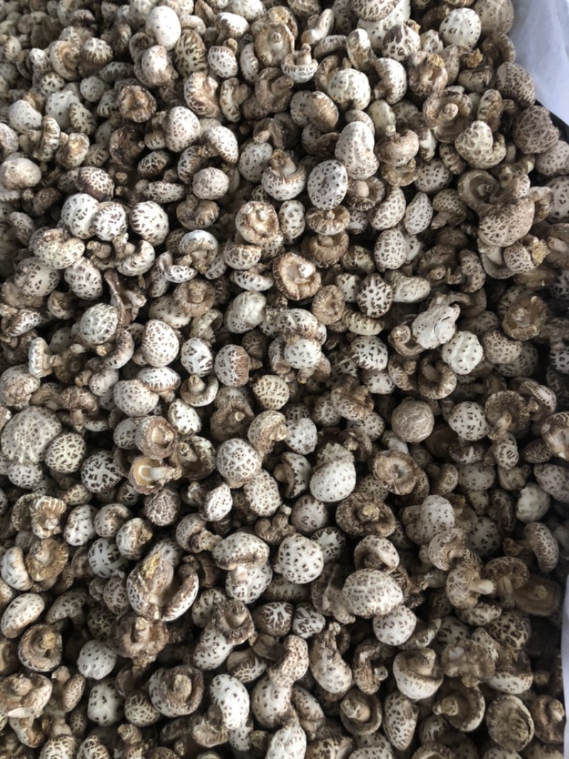 泌阳天白大花菇带脚新货肉厚香浓原产地批发货食用菌干货