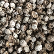 泌阳天白大花菇带脚新货肉厚香浓原产地批发货食用菌干货