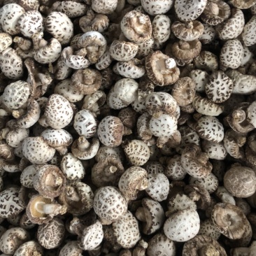泌阳天白大花菇带脚新货肉厚香浓原产地批发货食用菌干货