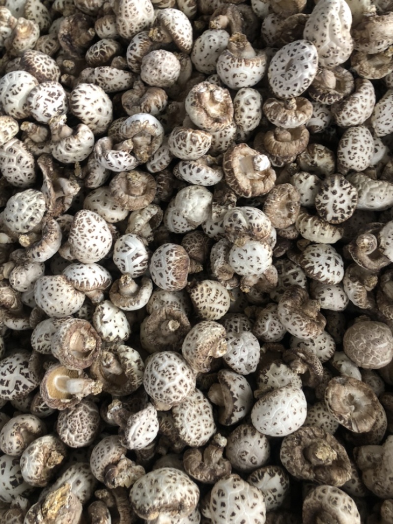 泌阳天白大花菇带脚新货肉厚香浓原产地批发货食用菌干货