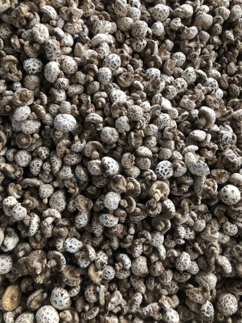 泌阳天白大花菇带脚新货肉厚香浓原产地批发货食用菌干货