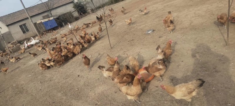 散养草鸡价格便宜1234567