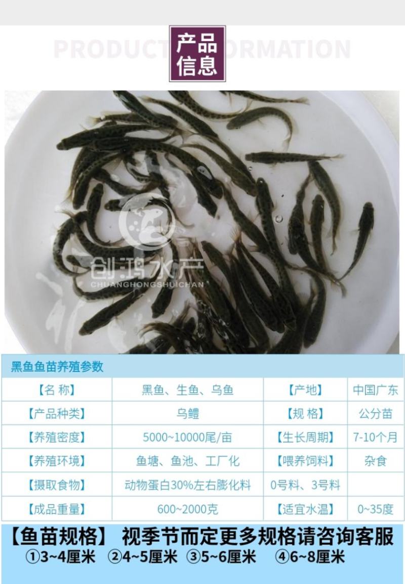 【2023新苗】优质黑鱼鱼苗生鱼苗乌鱼苗杂交黑鱼苗