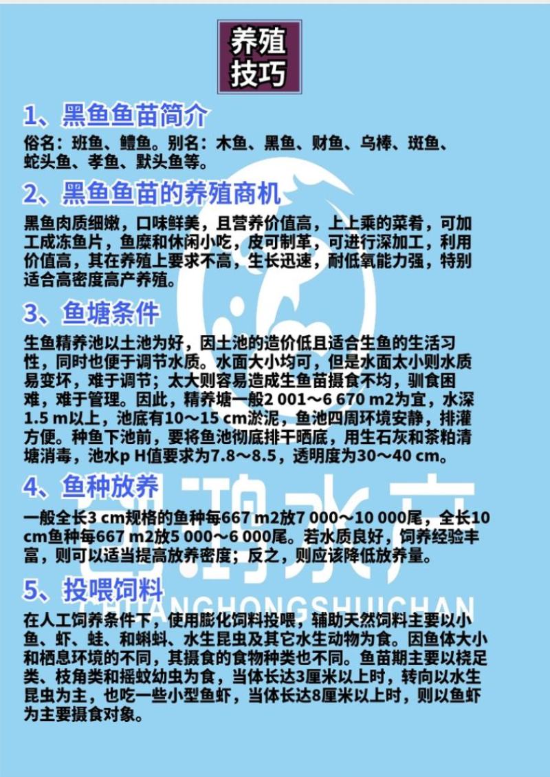 2023新苗黑鱼鱼苗生鱼苗杂交黑鱼苗观赏鱼放生鱼