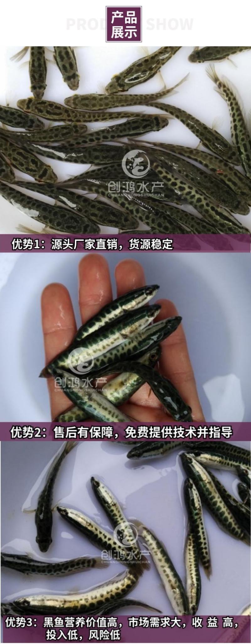 2023新苗黑鱼鱼苗生鱼苗杂交黑鱼苗观赏鱼放生鱼