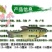 【2023新苗】优质黑鱼鱼苗生鱼苗乌鱼苗高抗病力