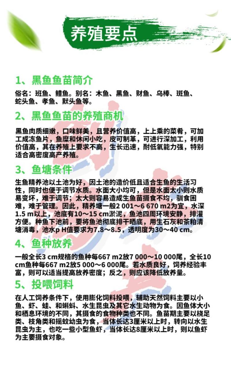 2022新苗黑鱼鱼苗生鱼苗杂交黑鱼苗观赏鱼放生鱼