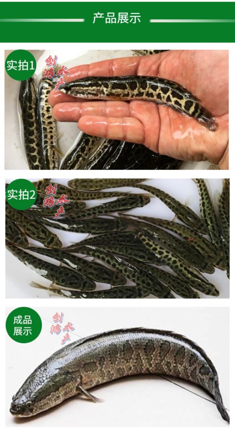 2022新苗黑鱼鱼苗生鱼苗杂交黑鱼苗观赏鱼放生鱼