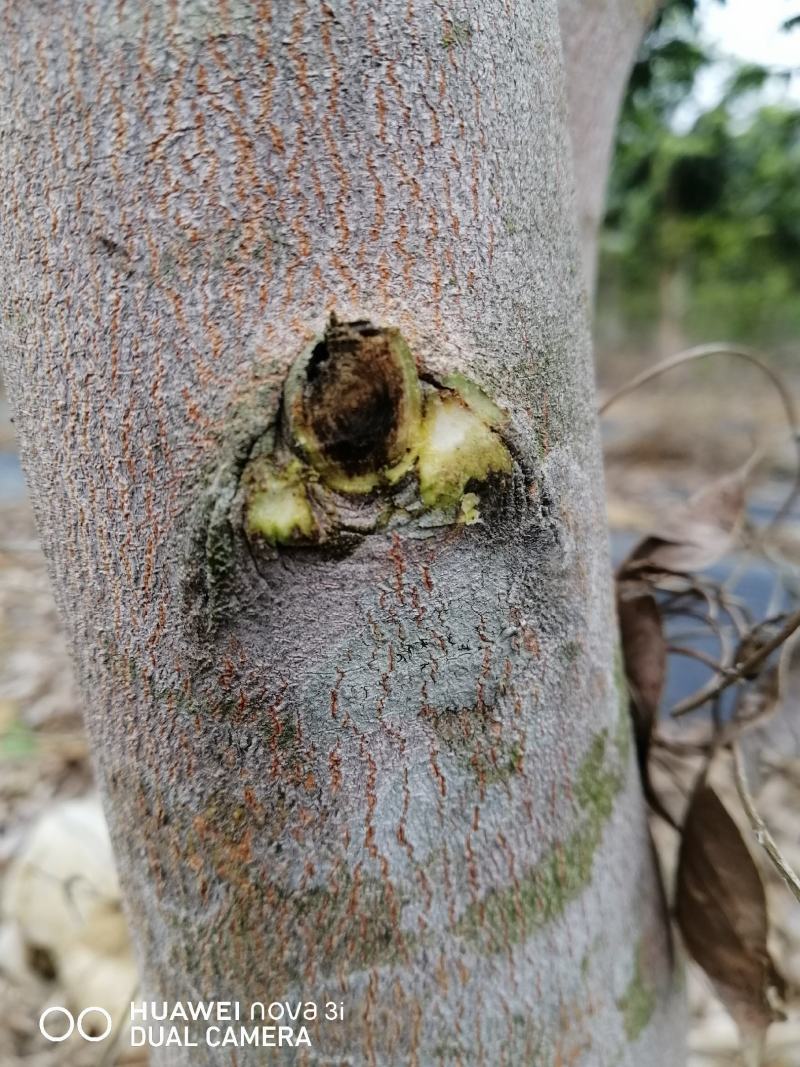 绿奇楠二代芽条，品质保证，优良品种，结香非常好