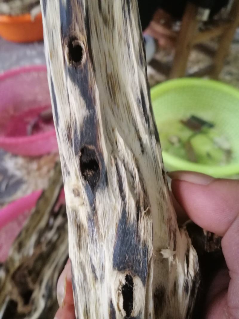 绿奇楠二代芽条，品质保证，优良品种，结香非常好