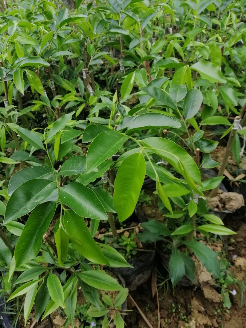 绿奇楠二代芽条，品质保证，优良品种，结香非常好