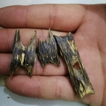 绿奇楠金丝油一代小苗，奇楠苗，结香产量高生长快过手留香