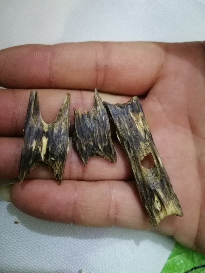绿奇楠金丝油一代小苗，奇楠苗，结香产量高生长快过手留香