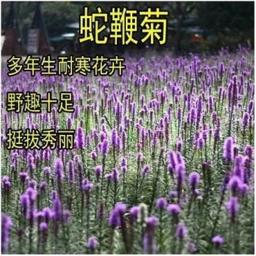 庭院多年生草本植物观赏花卉花海种植蛇鞭菊种子麒麟菊猫尾花