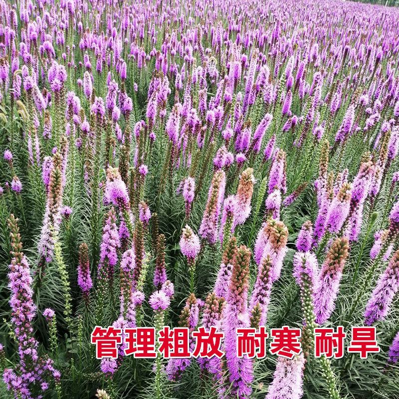 庭院多年生草本植物观赏花卉花海种植蛇鞭菊种子麒麟菊猫尾花