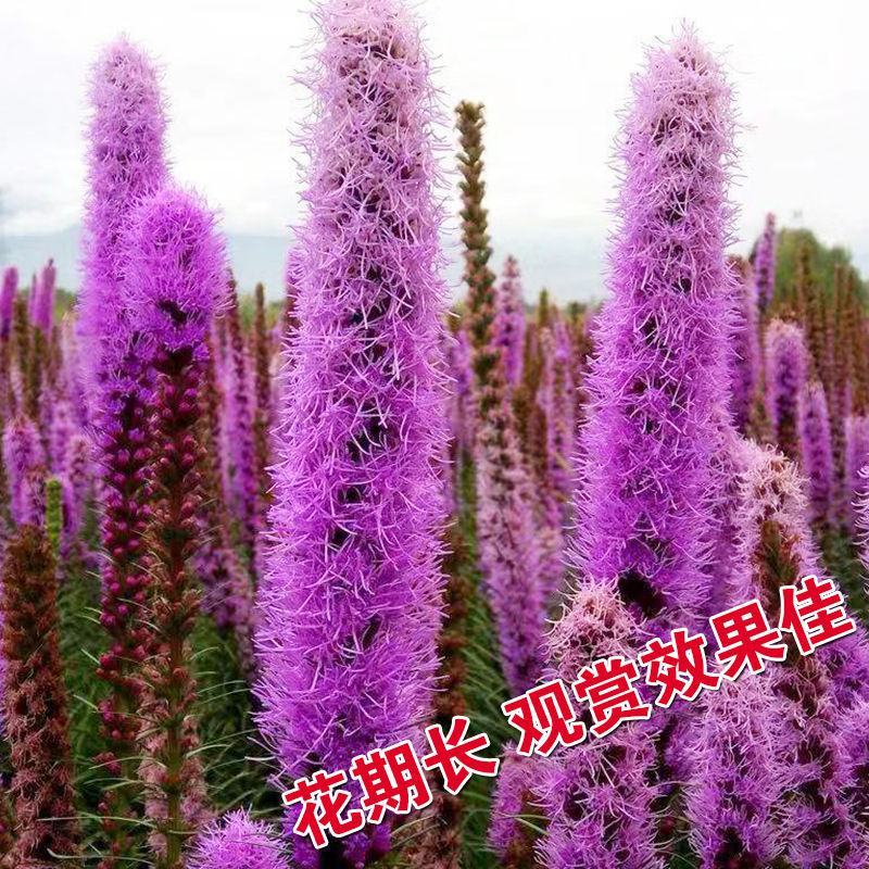 庭院多年生草本植物观赏花卉花海种植蛇鞭菊种子麒麟菊猫尾花