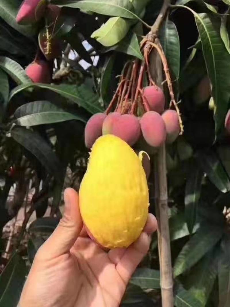 芒果嫁接苗！金煌芒苗，红贵妃芒苗开花的季节，种植当年结果
