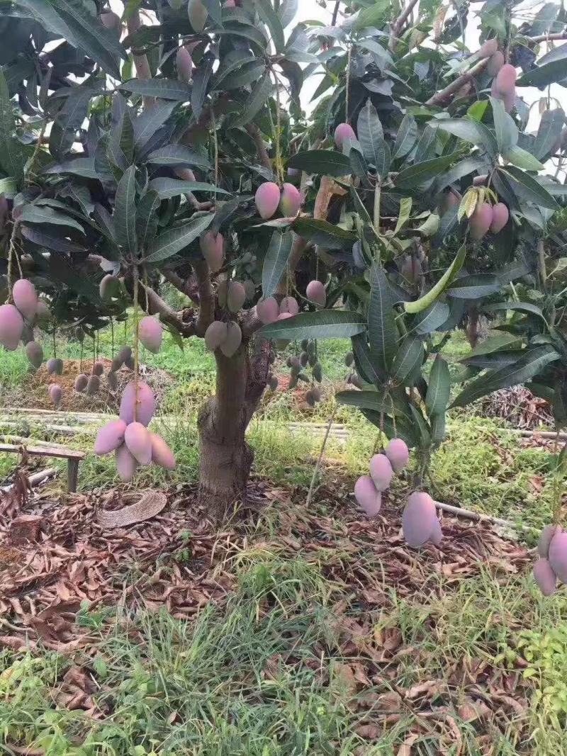 芒果嫁接苗！金煌芒苗，红贵妃芒苗开花的季节，种植当年结果