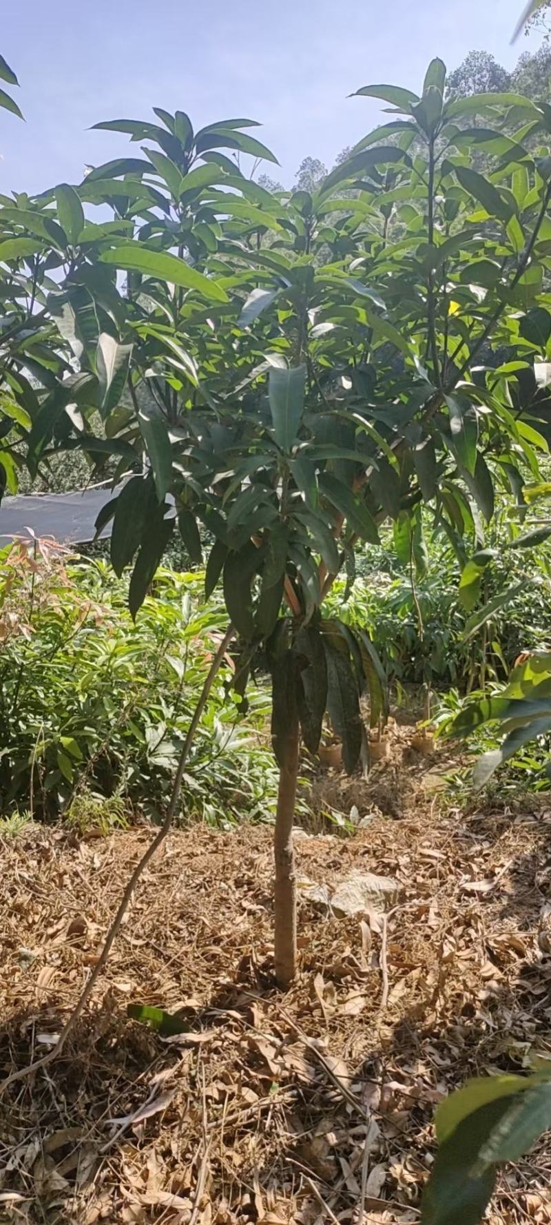 芒果嫁接苗！金煌芒苗，红贵妃芒苗开花的季节，种植当年结果
