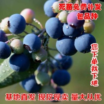 蓝莓苗蓝丰兔眼杜克蓝莓绿宝石当年结果苗基地直发包成活