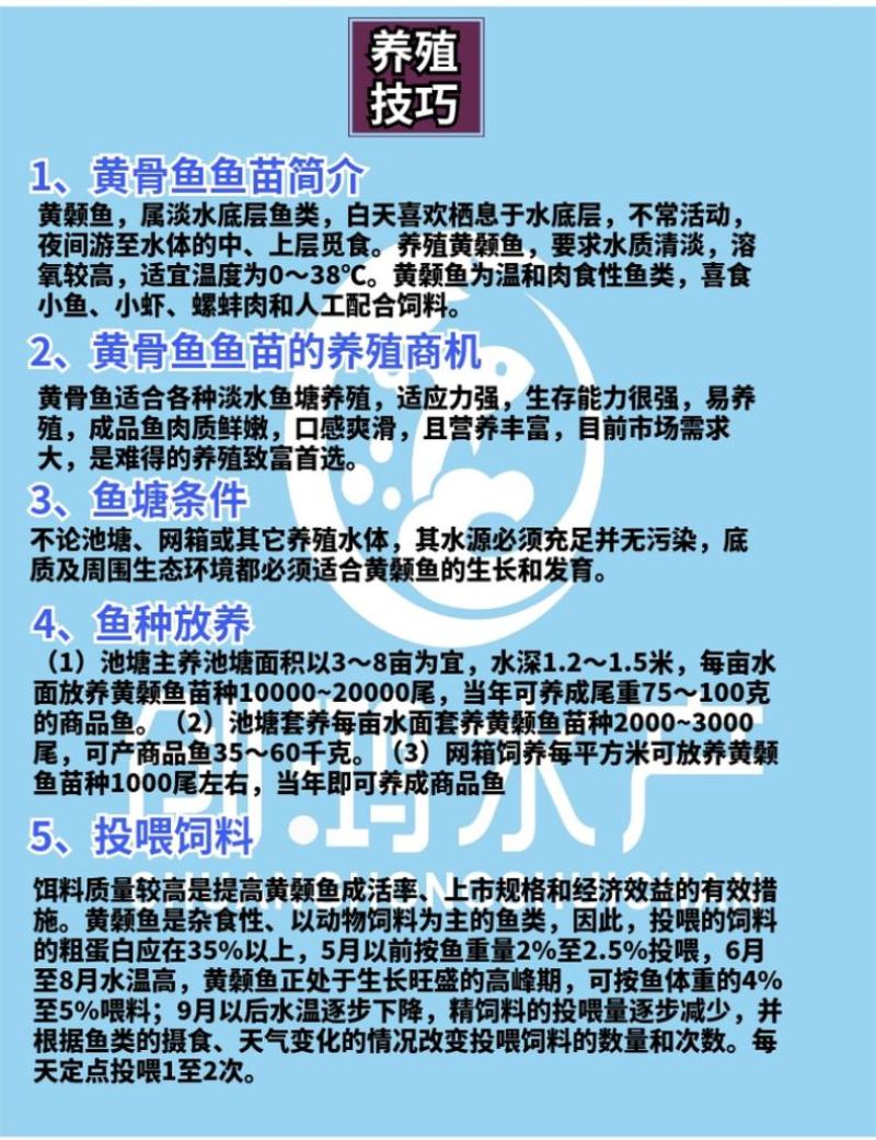 2023新苗全雄黄骨鱼苗黄颡鱼苗杂交黄骨鱼苗黄辣丁