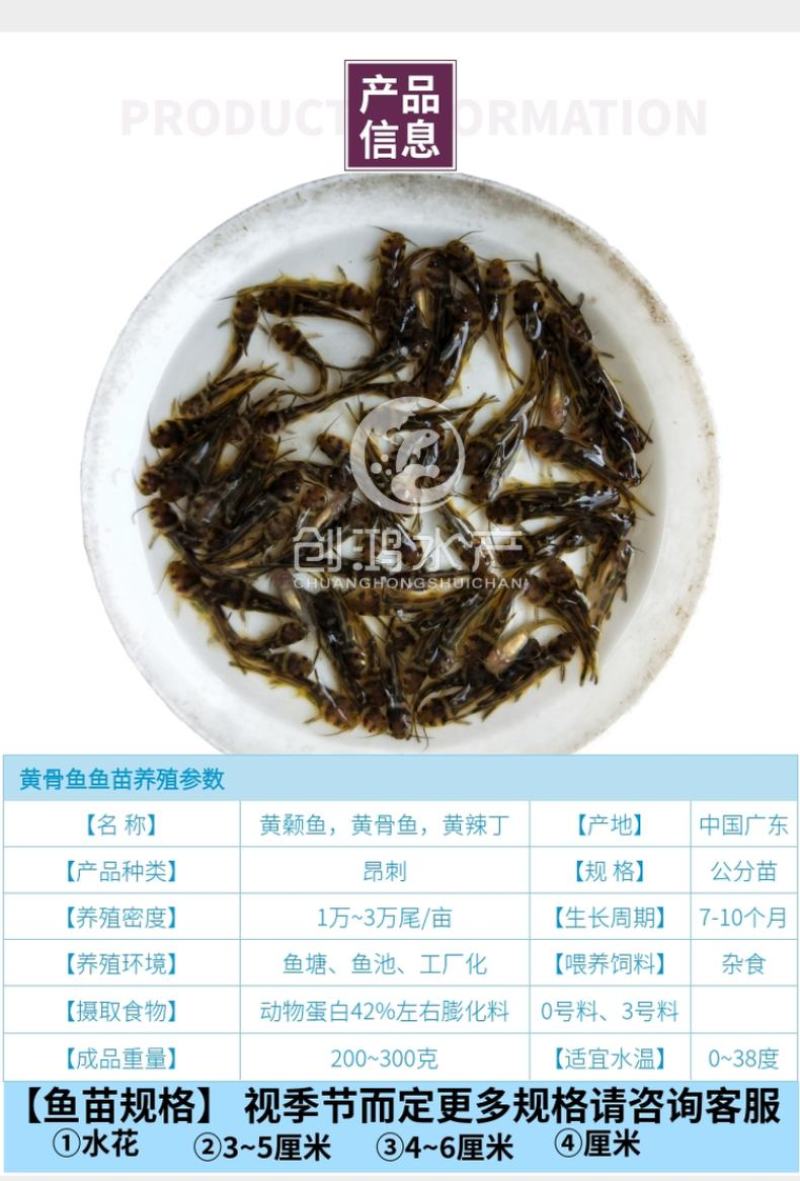 2023新苗全雄黄骨鱼苗黄颡鱼苗杂交黄骨鱼苗黄辣丁