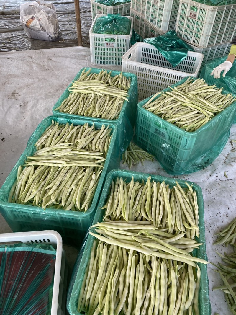 临沂莒南精品307芸豆产地供应欢迎咨询🤝