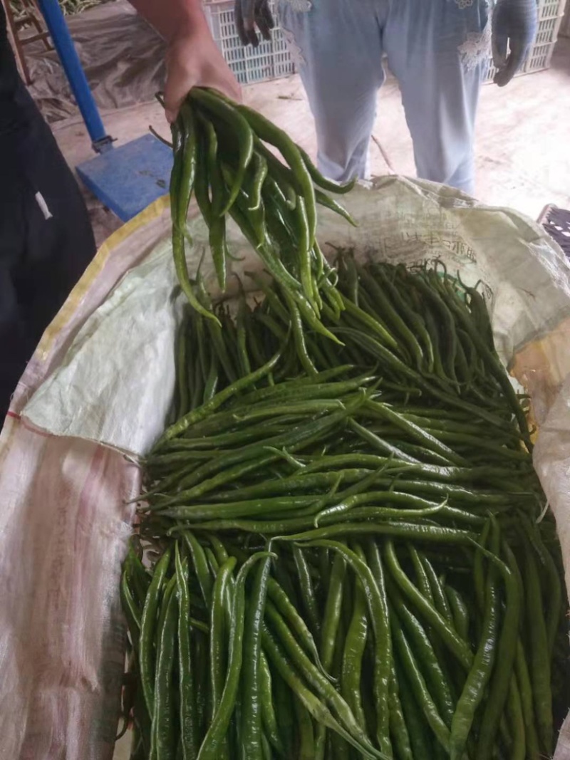 线椒杭椒山东产地直供精品质量欢迎老板咨询🤝