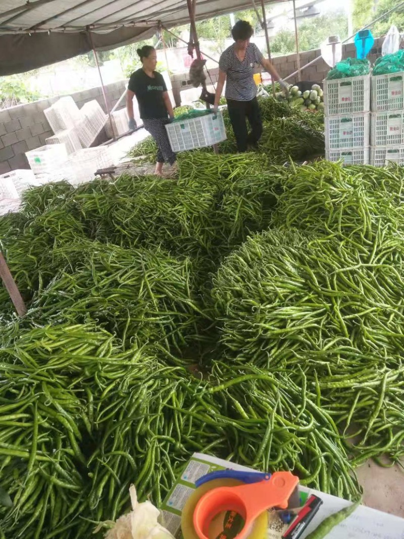 线椒杭椒山东产地直供精品质量欢迎老板咨询🤝