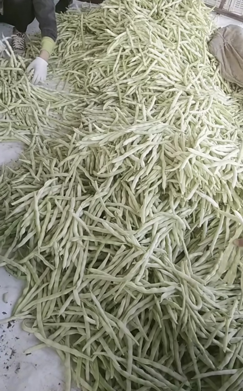 临沂莒南精品307芸豆产地供应欢迎咨询🤝