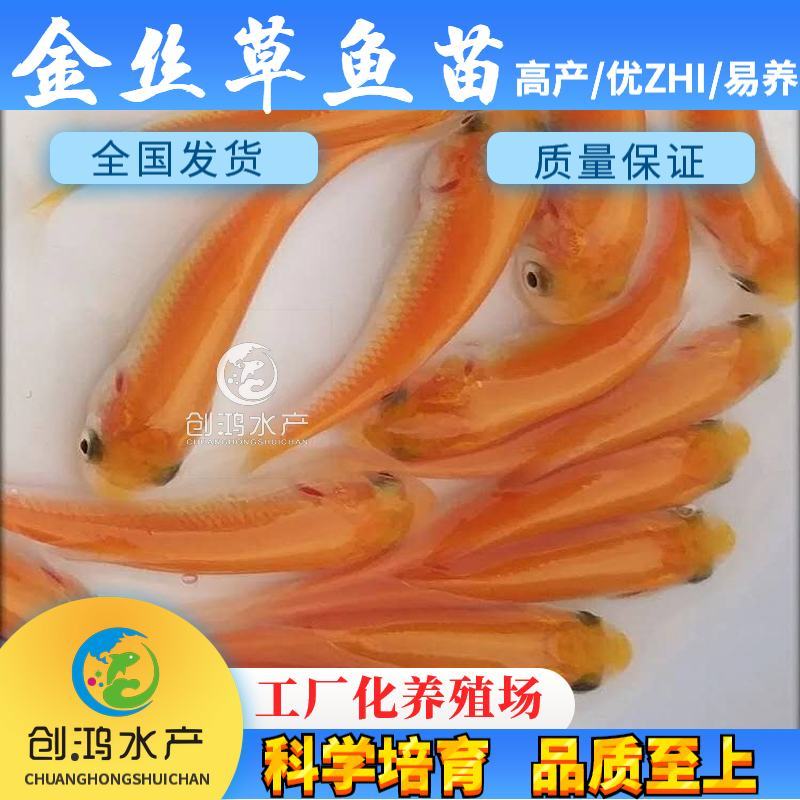 【2023新苗】俄罗斯金草鱼苗金丝草鱼苗黄金鲩鱼苗