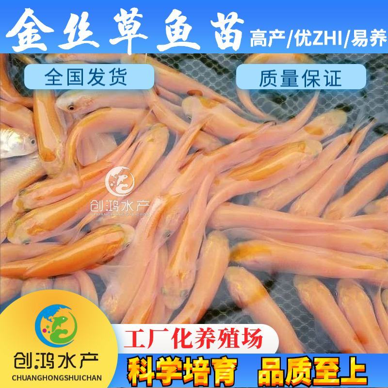 【2023新苗】俄罗斯金草鱼苗金丝草鱼苗黄金鲩鱼苗
