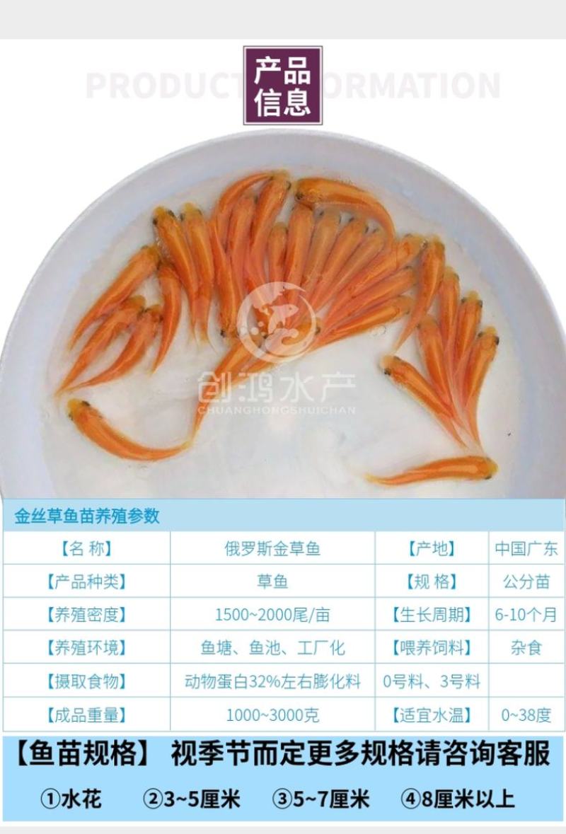 【2023新苗】俄罗斯金草鱼苗金丝草鱼苗黄金鲩鱼苗