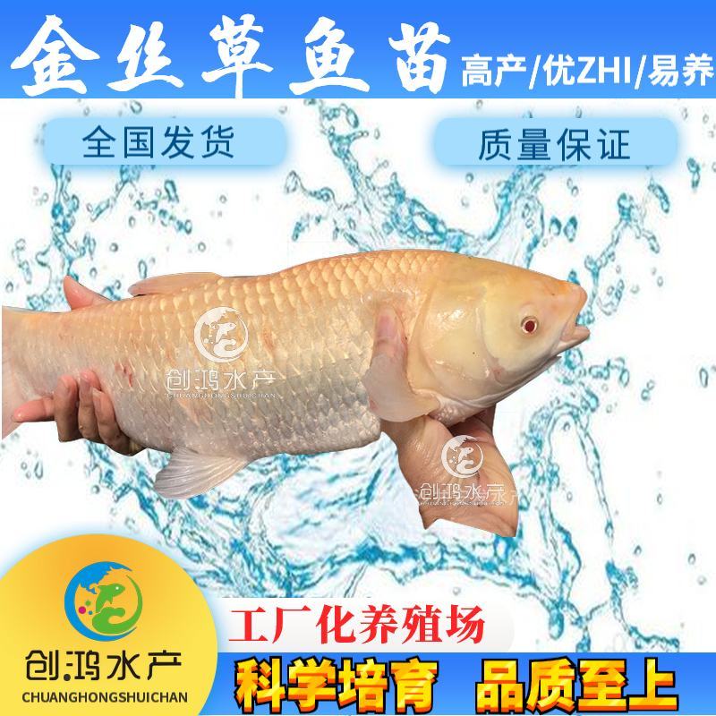 【2023新苗】金草鱼苗俄罗斯金丝草鱼苗食用观赏鱼